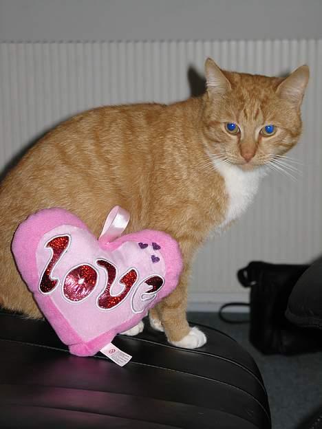 Huskat Oliver  R.I.P d.16-10-06  - i LOVE me... Heh... Jeg elsker mine venner  billede 19