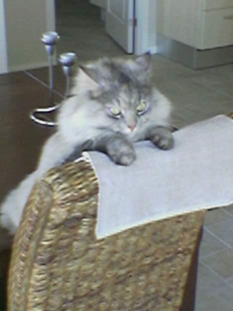 Norsk Skovkat Oo Pjuske oO- Død :´/  - pjuske hænger på vores stol billede 1