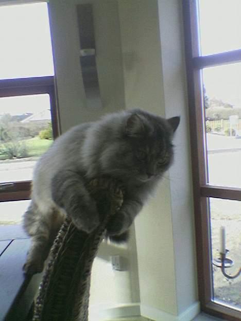 Norsk Skovkat Oo Pjuske oO- Død :´/  - pjuske sidder på ryk lægnet af vores stole i køkknet :D  billede 2