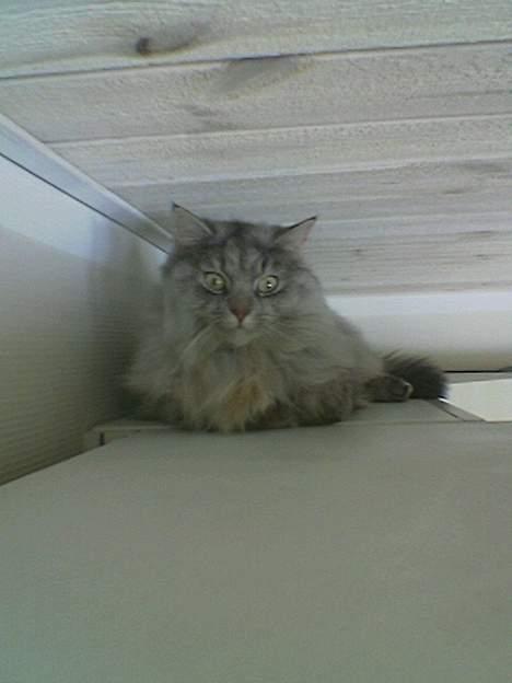 Norsk Skovkat Oo Pjuske oO- Død :´/  - hun ligger og sover oven på mit gamle skab inde på mit værelse  billede 3
