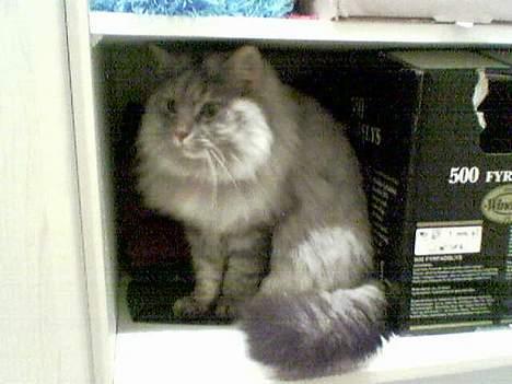 Norsk Skovkat Oo Pjuske oO- Død :´/  - hehe hun sidder inde i vores bryggers skab billede 4