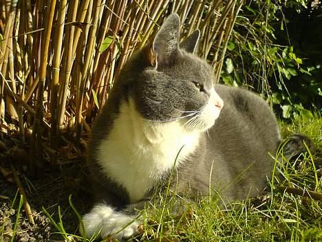 Huskat Ofelia - Jeg er lige ude i haven , det er ved at være tid til jeg skal ind og sove , men jeg ville lige have aften solen med .. billede 16
