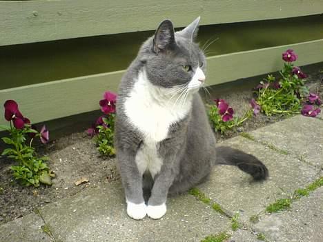 Huskat Ofelia billede 17
