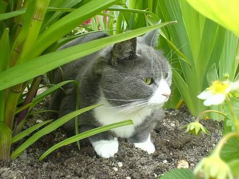 Huskat Ofelia billede 18