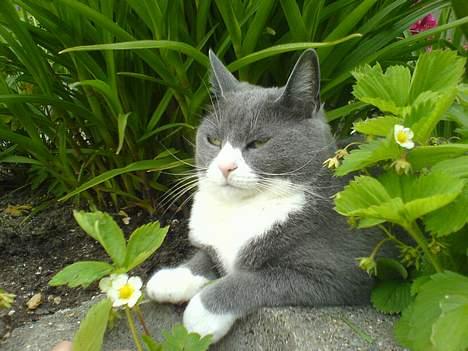 Huskat Ofelia billede 19