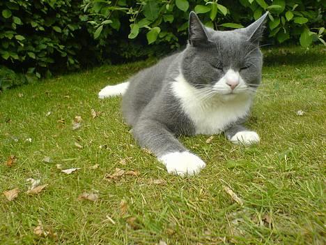 Huskat Ofelia billede 20
