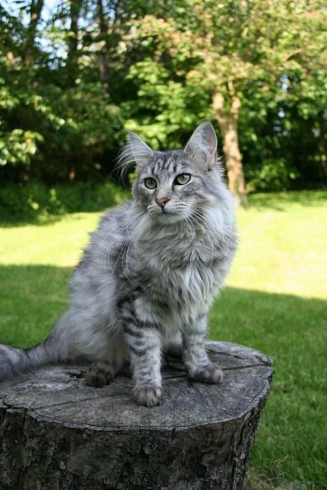 Maine Coon Felix billede 1