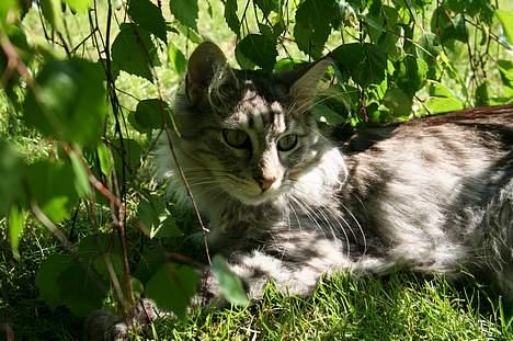 Maine Coon Felix billede 2