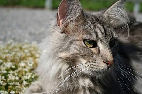 Maine Coon Felix billede 3