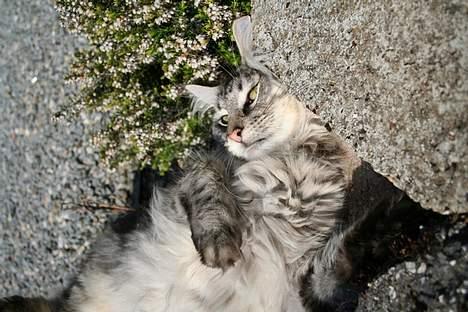 Maine Coon Felix billede 4