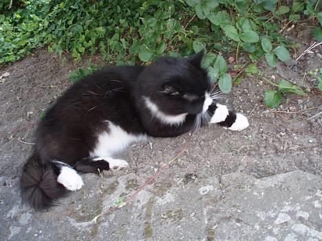 Blanding af racer Mozart billede 2