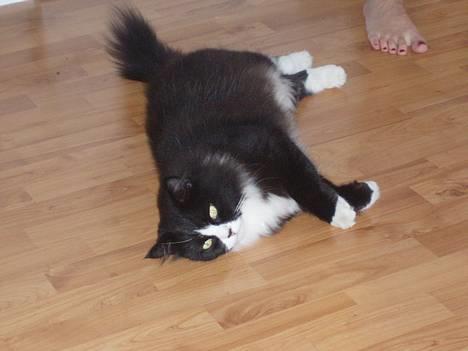 Blanding af racer Mozart billede 3