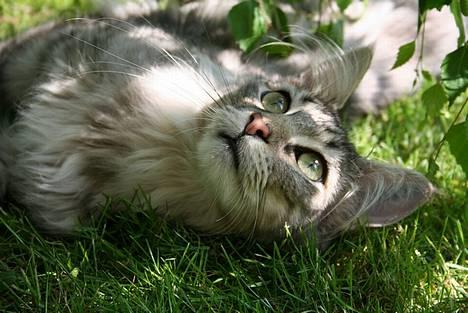 Maine Coon Felix billede 5