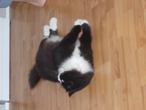 Blanding af racer Mozart billede 4