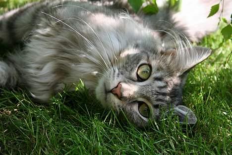 Maine Coon Felix billede 6