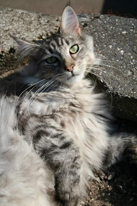 Maine Coon Felix billede 7