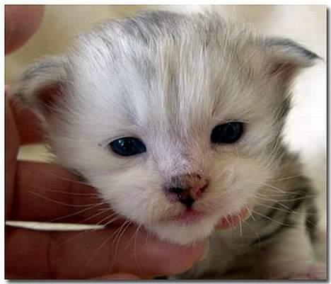 Maine Coon CorkyCoon Luna di Maggio billede 7