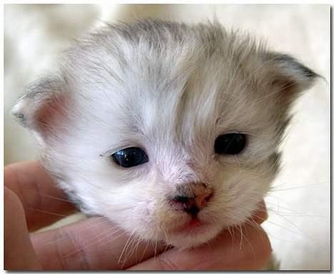 Maine Coon CorkyCoon Luna di Maggio billede 8