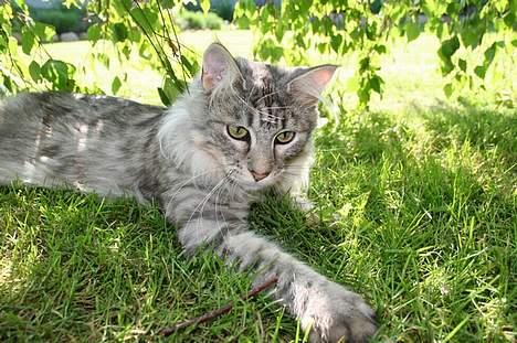 Maine Coon Felix billede 8