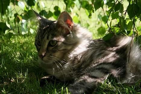Maine Coon Felix billede 9