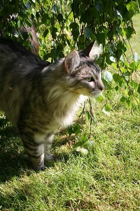 Maine Coon Felix billede 10