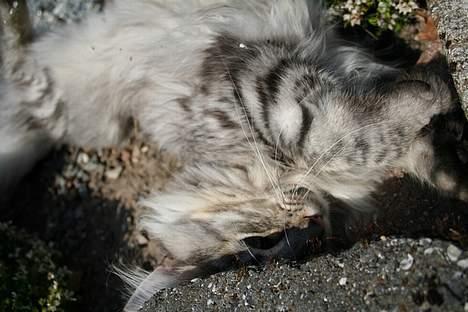 Maine Coon Felix billede 11