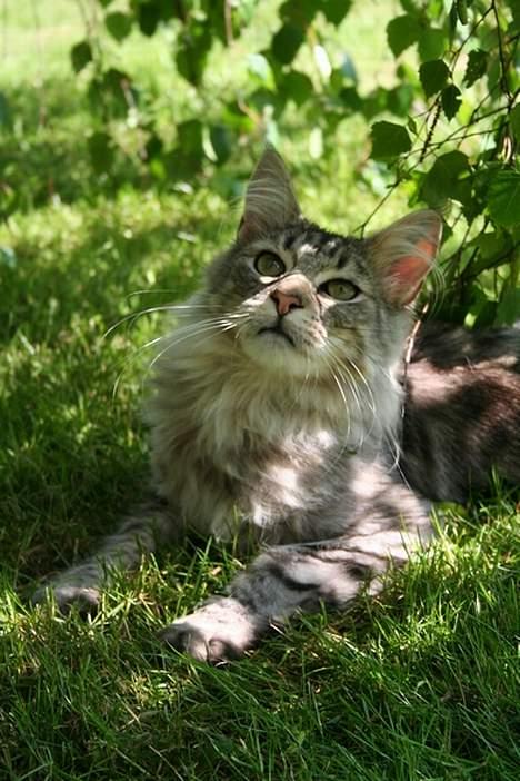 Maine Coon Felix billede 12