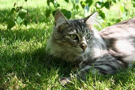 Maine Coon Felix billede 13