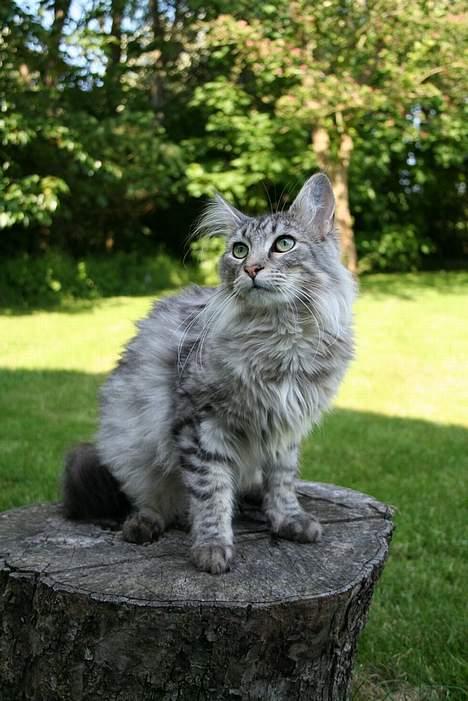Maine Coon Felix billede 14