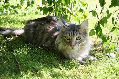 Maine Coon Felix billede 15