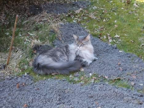 Maine Coon Elliot Charmander Iversen billede 20