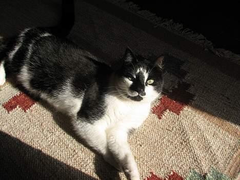 Blanding af racer Simba - NYT: 12.06.06 billede 7