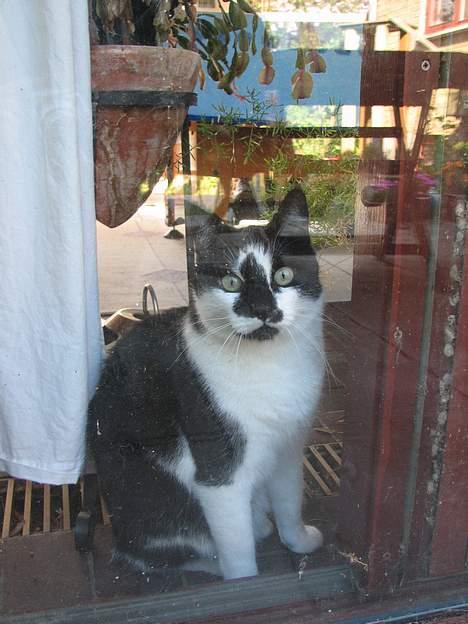 Blanding af racer Simba - NYT: 12.06.06 billede 8