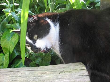 Blanding af racer Simba - NYT: 12.06.06 billede 9