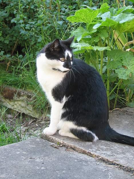 Blanding af racer Simba - NYT: 12.06.06 billede 10