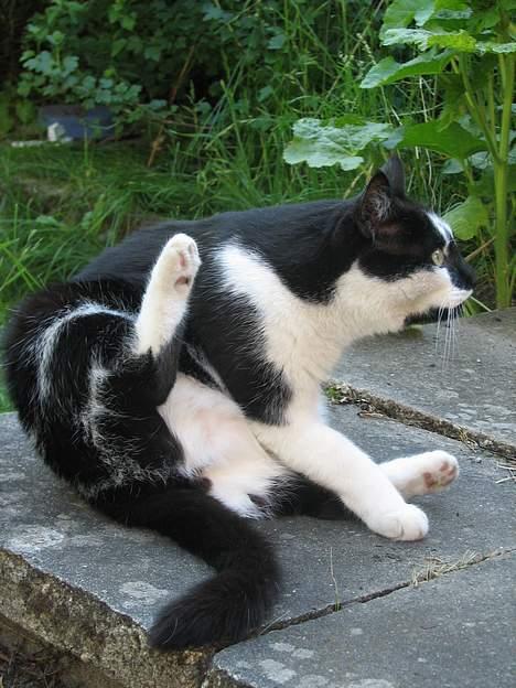 Blanding af racer Simba - NYT: 12.06.06 billede 11