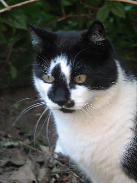 Blanding af racer Simba - NYT: 12.06.06 billede 12