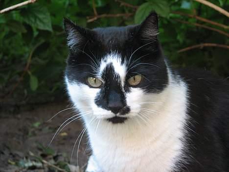 Blanding af racer Simba - NYT: 12.06.06 billede 13