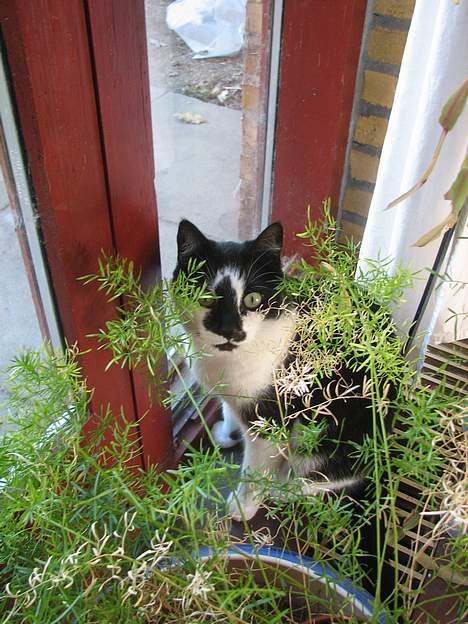 Blanding af racer Simba - NYT: 12.06.06 billede 14