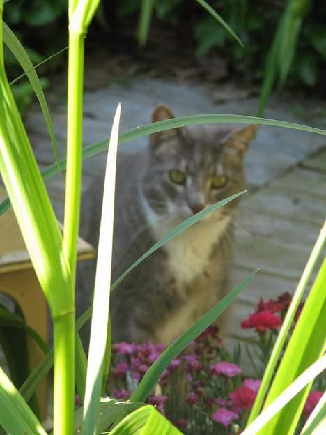 Huskat Nala - NYT: 12.06.06 billede 18