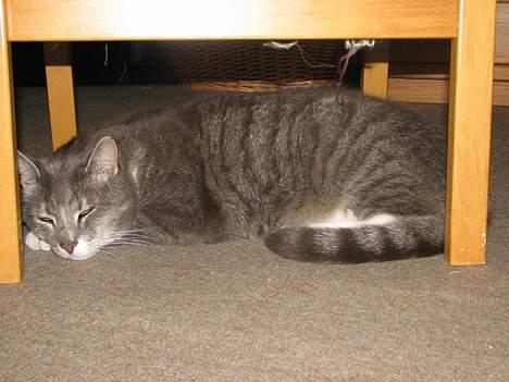 Huskat Nala - NYT: 12.06.06 billede 19