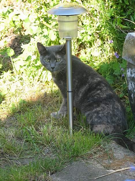 Blanding af racer Jasmin - NYT: 12.06.06 billede 10