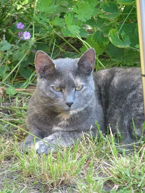 Blanding af racer Jasmin - NYT: 12.06.06 billede 11