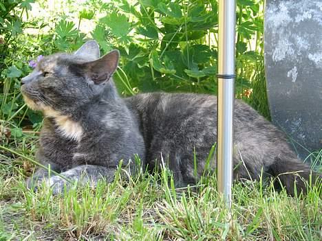 Blanding af racer Jasmin - NYT: 12.06.06 billede 12