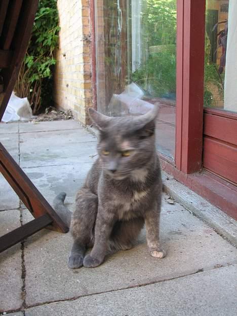 Blanding af racer Jasmin - NYT: 12.06.06 billede 13