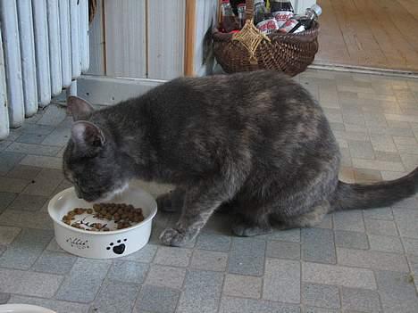 Blanding af racer Jasmin - NYT: 12.06.06 billede 14