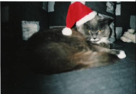 Blanding af racer Musti <3 Nye billeder :] - Jule billede igen, rigtig fotogen .. billede 13