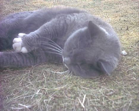 Blanding af racer Musti <3 Nye billeder :] billede 14