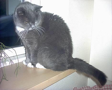 Blanding af racer Musti <3 Nye billeder :] - Hvorfor skulle jeg kigge på dig ?? billede 15