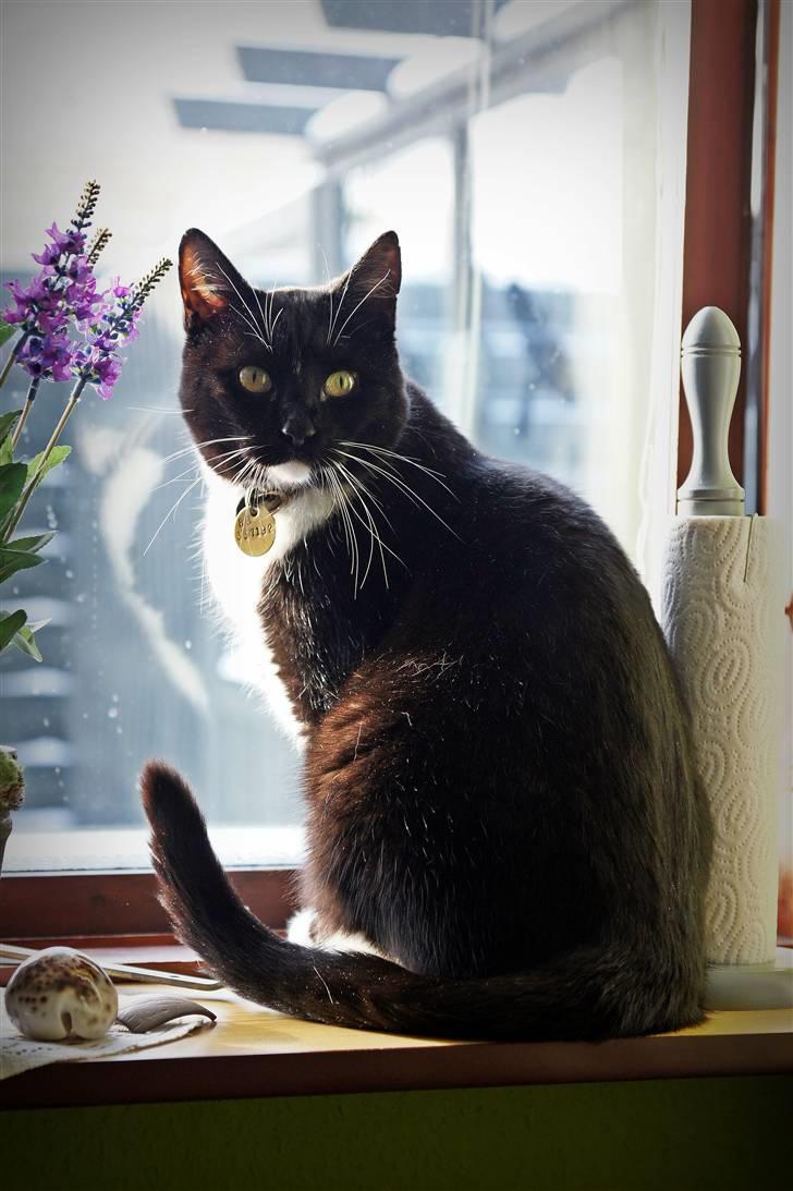 Huskat Fritz billede 1